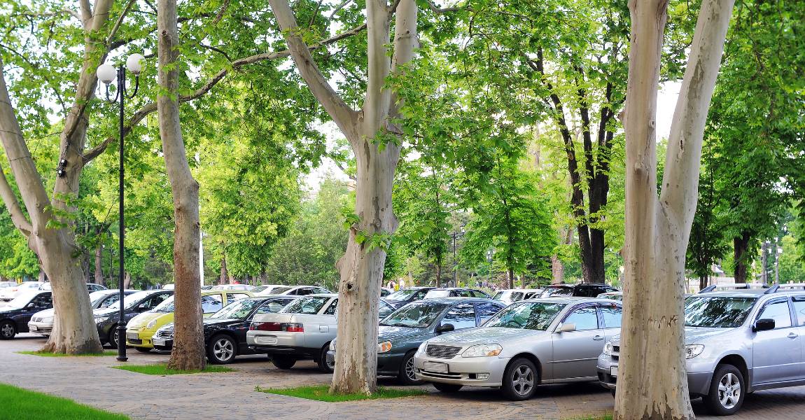 Avoid parking under trees to prevent bird droppings from affecting the film